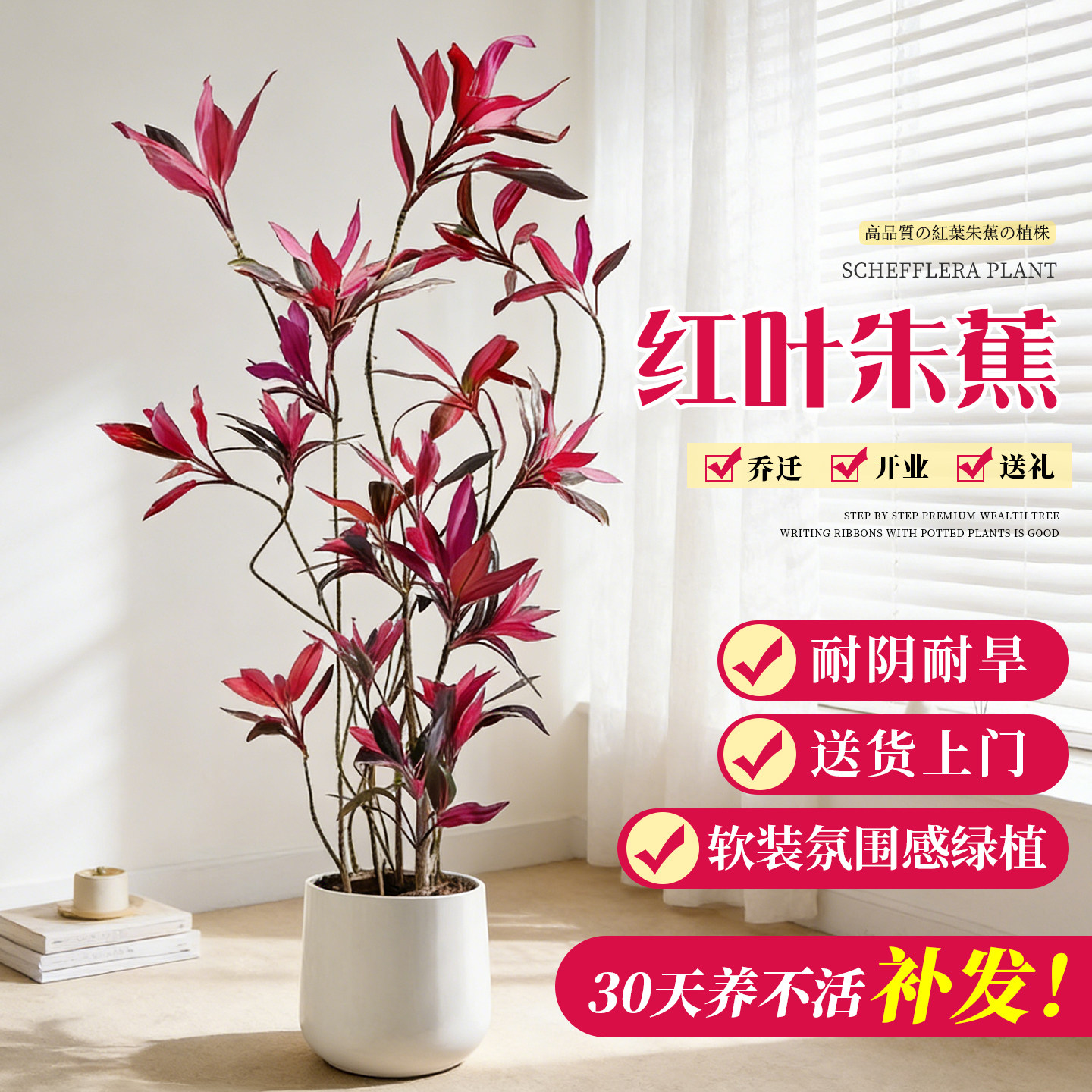 红叶朱蕉绿植客厅旺宅高级感办公室内落地大型绿植物净化空气好养