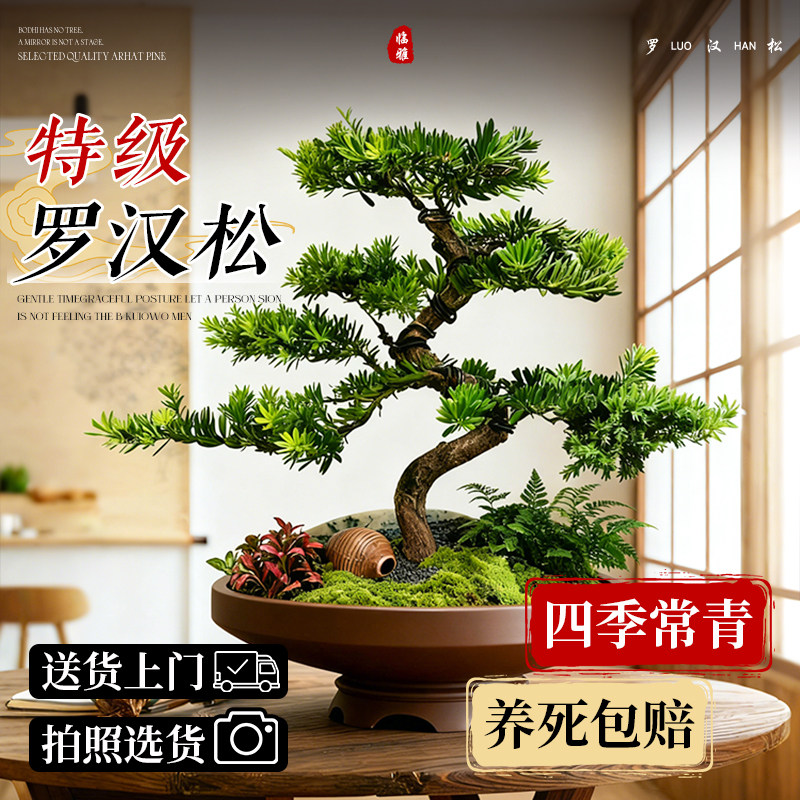 正宗罗汉松盆景四季好养老桩大树树苗金钻室内桌面庭院迎客松造型