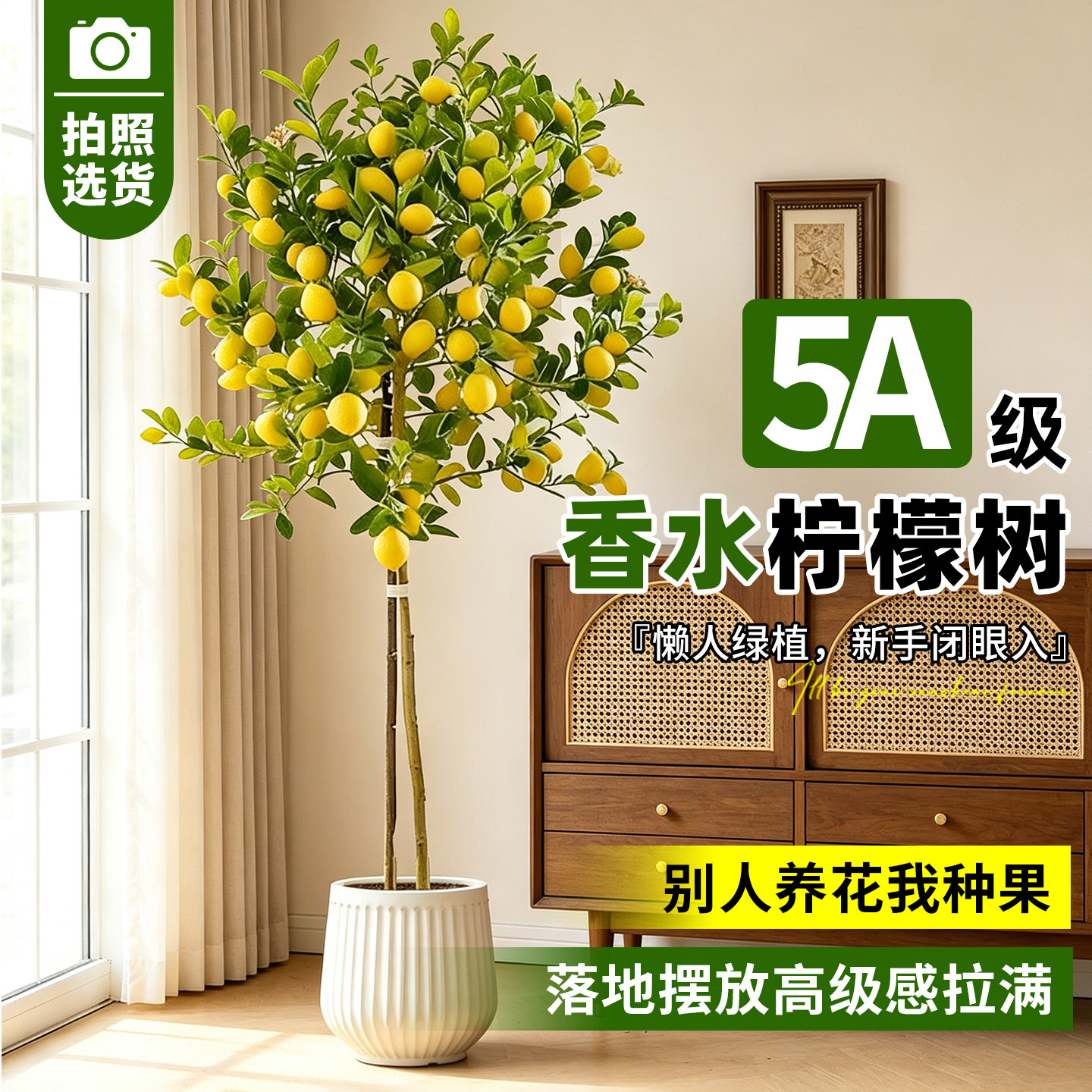【网红爆款】香水柠檬树带果盆栽