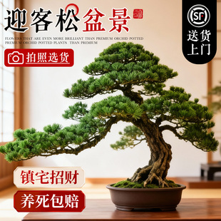 迎客松真树客厅绿植正宗罗汉松庭院盆景造型树老桩室内大型好养活
