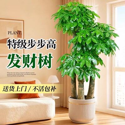 步步高发财树三杆盆栽
