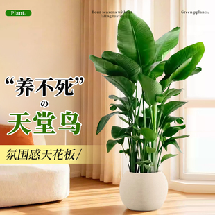 天堂鸟客厅绿植高级感室内大型植物办公室盆栽高端轻奢四季好养活