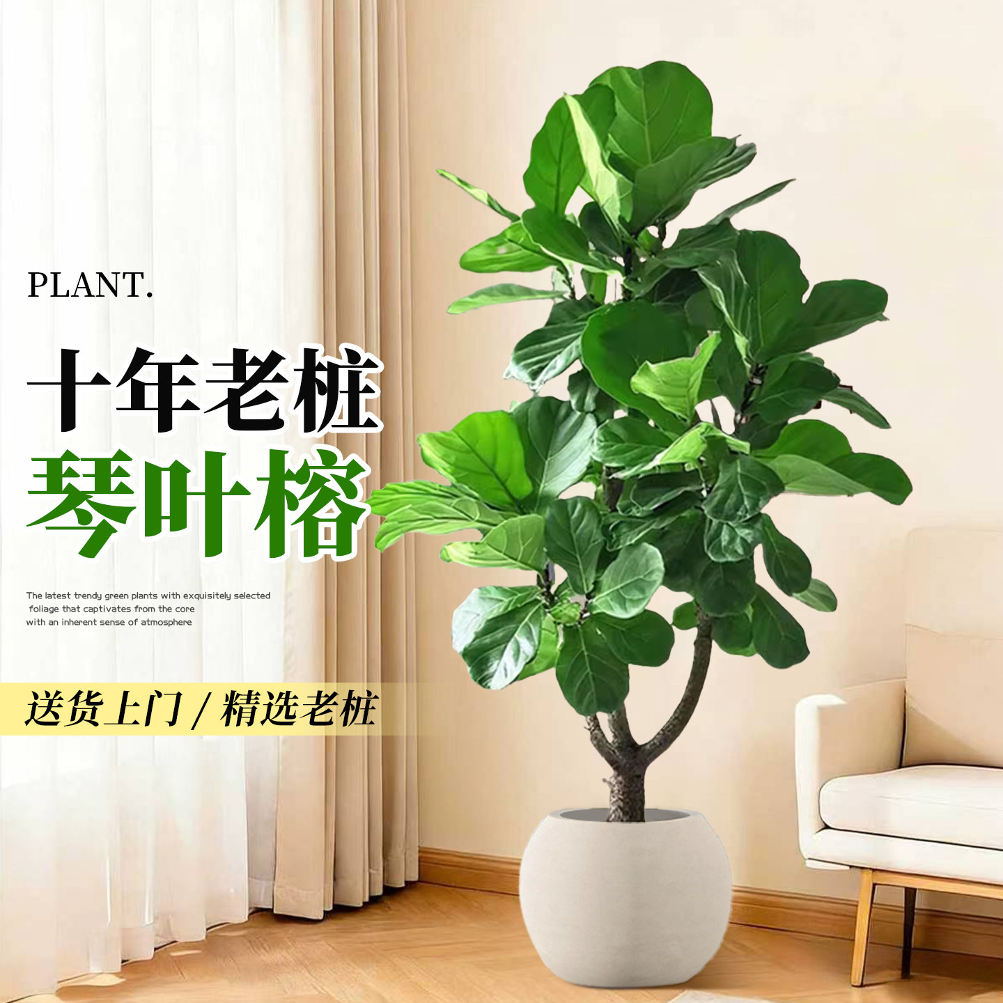 大型琴叶榕老桩客厅盆栽绿植物高级感办公室内落地植物好养活树木