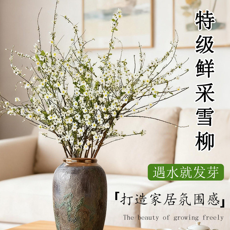 雪柳鲜枝花卉盆栽水养带花苞干枝龙柳花苗水培植物卉插花绿植客厅