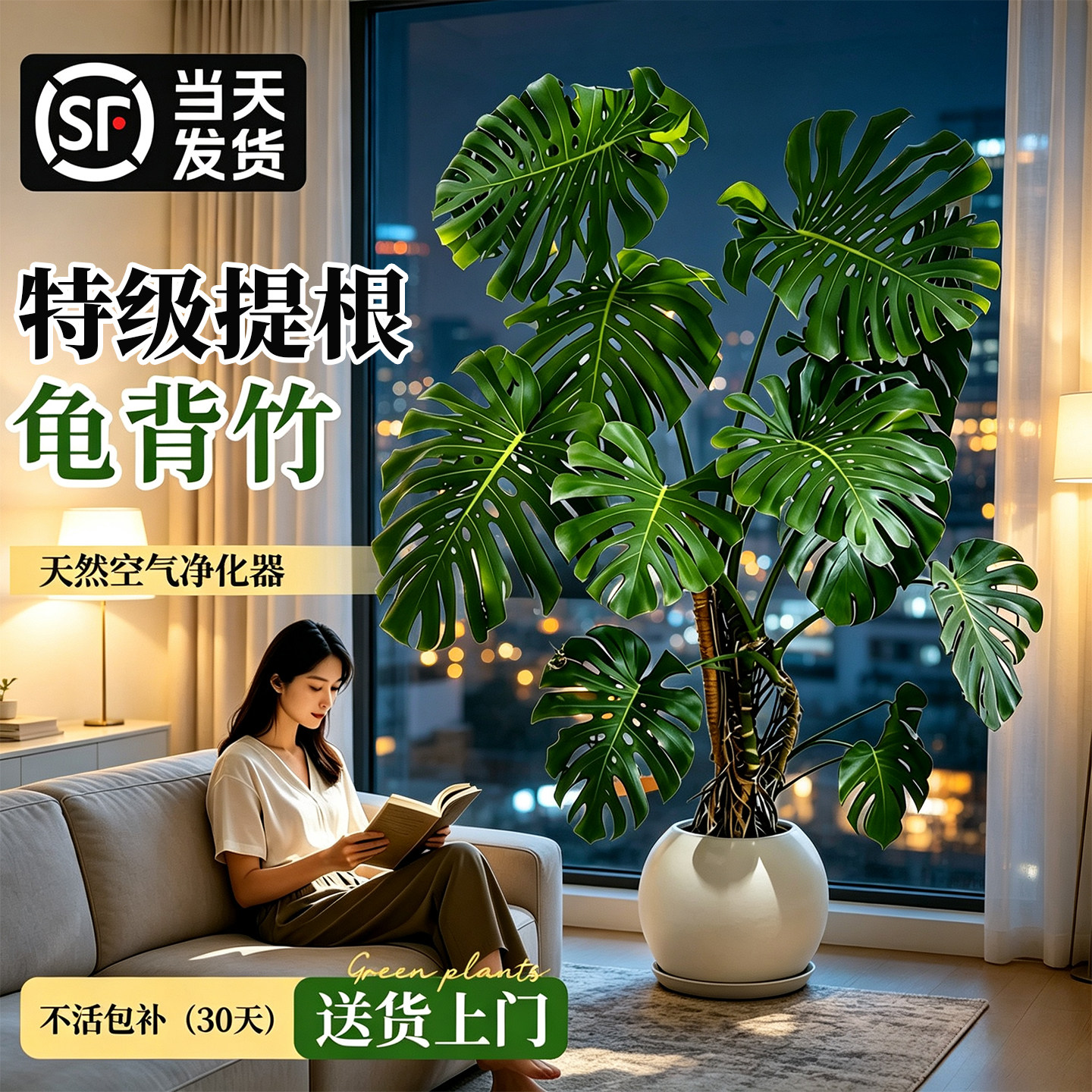 龟背竹客厅大型绿植大叶老桩树图片