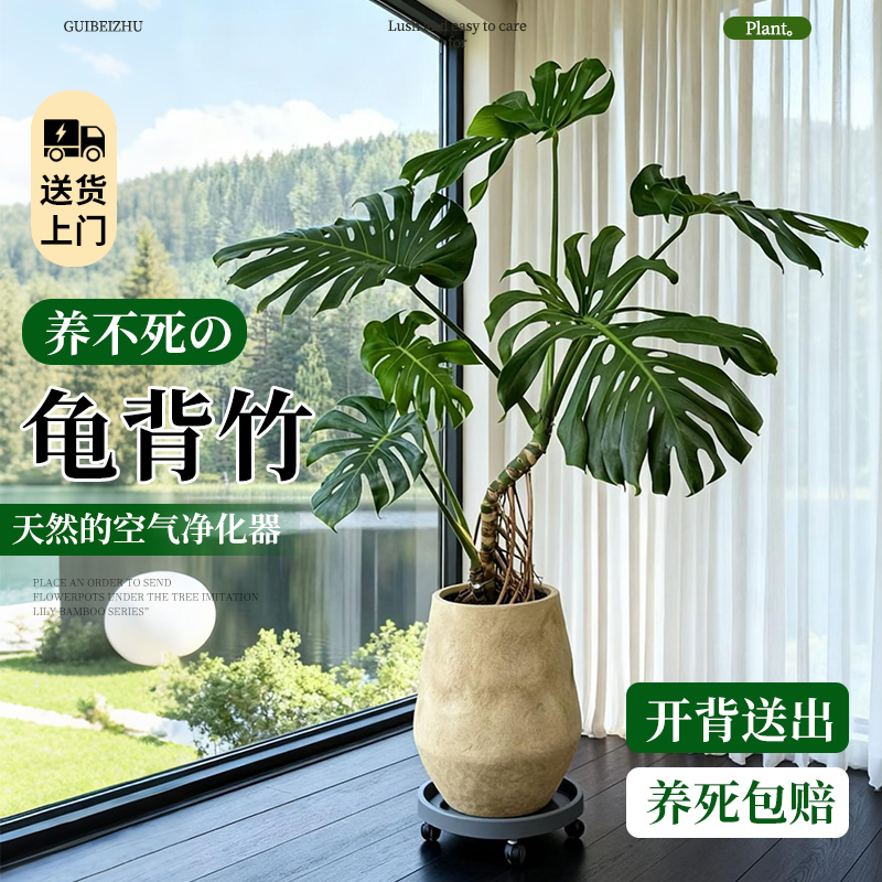 龟背竹客厅大盆栽老桩观赏