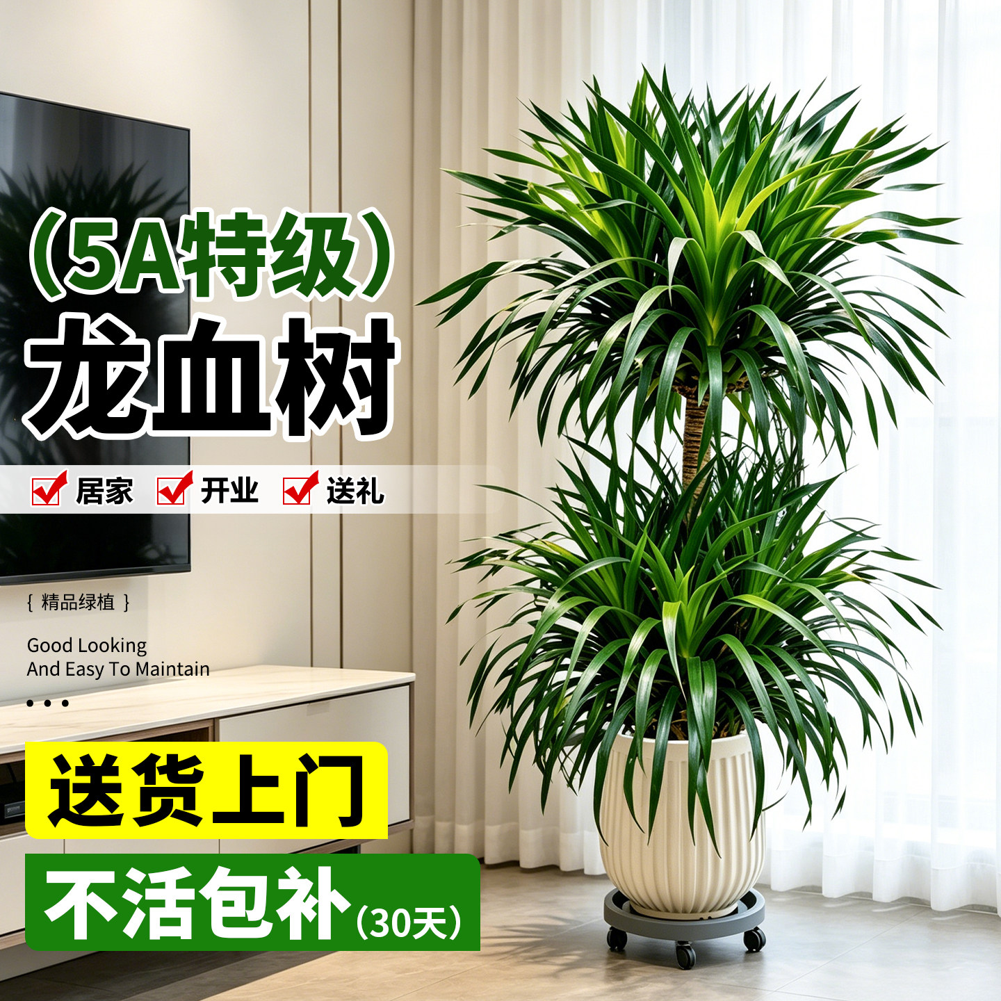 大型老桩龙血树客厅绿植物盆栽大型室内多头龙须树高级感送礼盆景