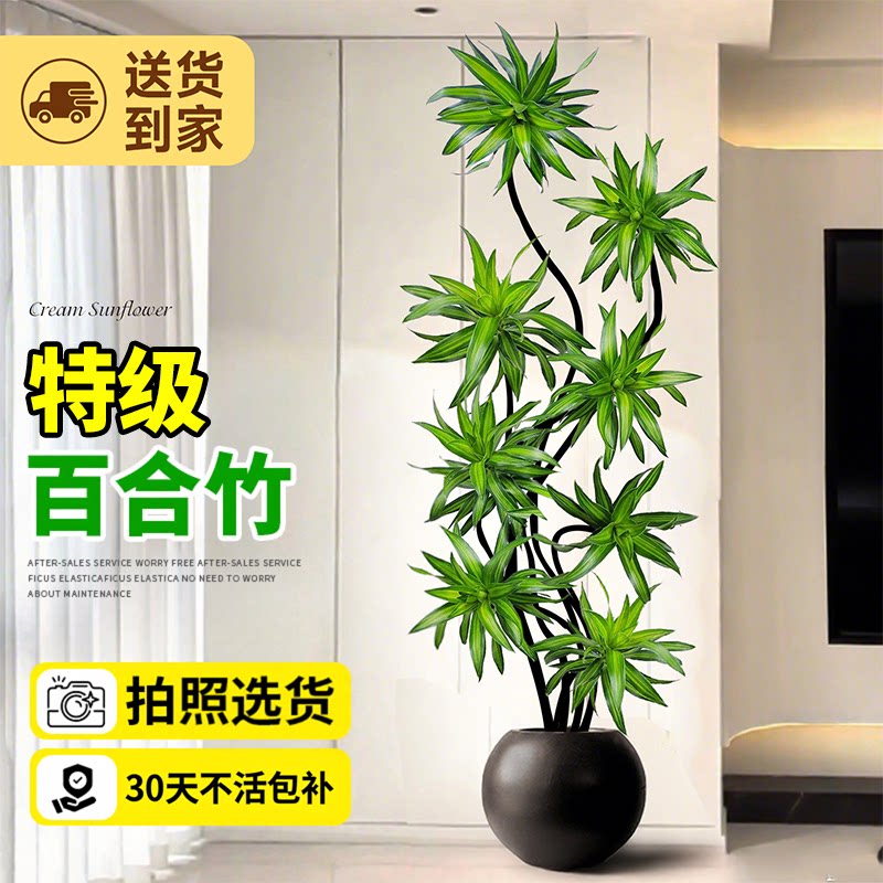 【拍照选货】百合竹客厅绿植盆栽图片