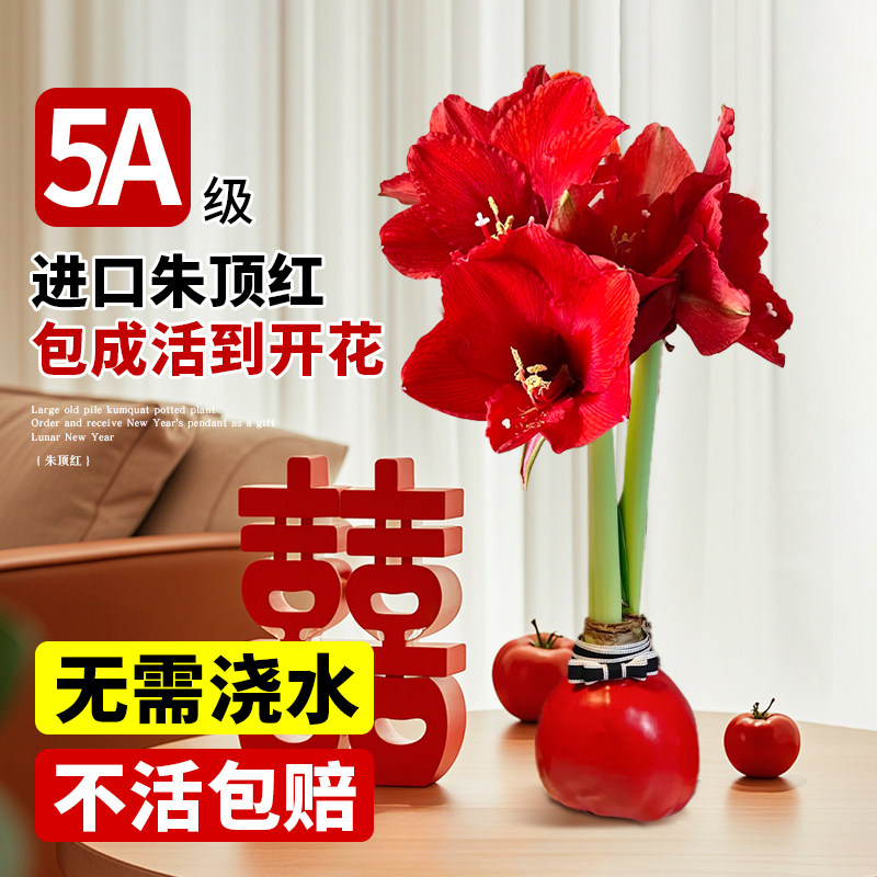 进口朱顶红种球蜡封桌面种球类球根花卉植物好养重瓣办公室年宵花