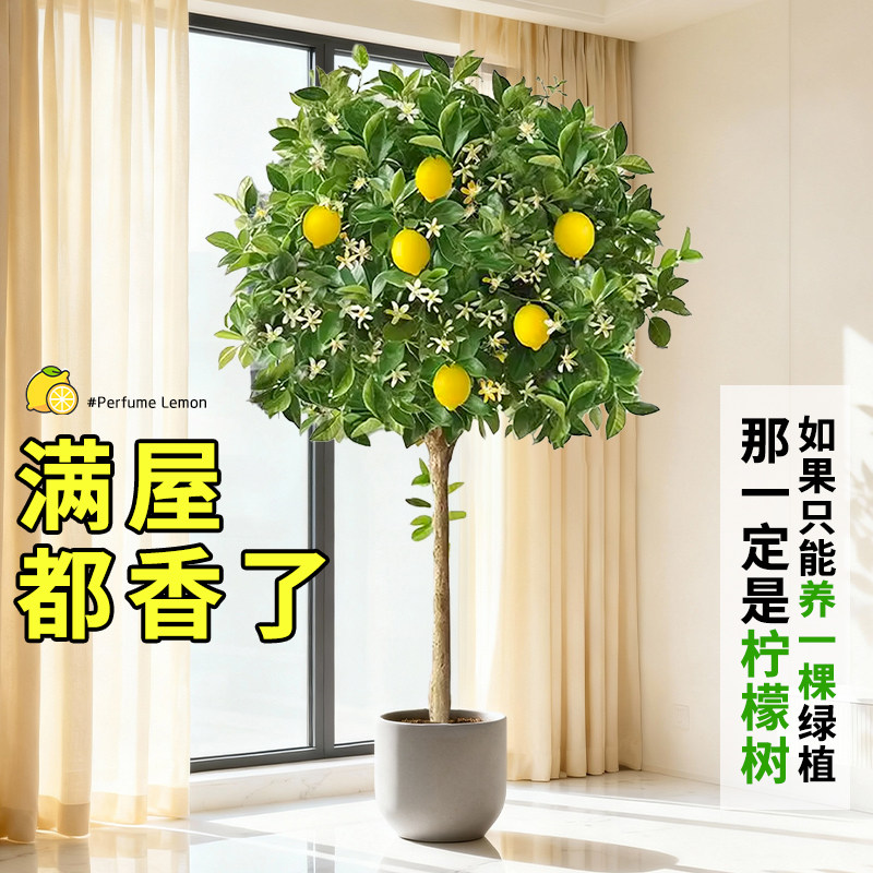 香水柠檬树绿植盆栽果树客厅大型室内植物阳台禄植四季好养除甲醛