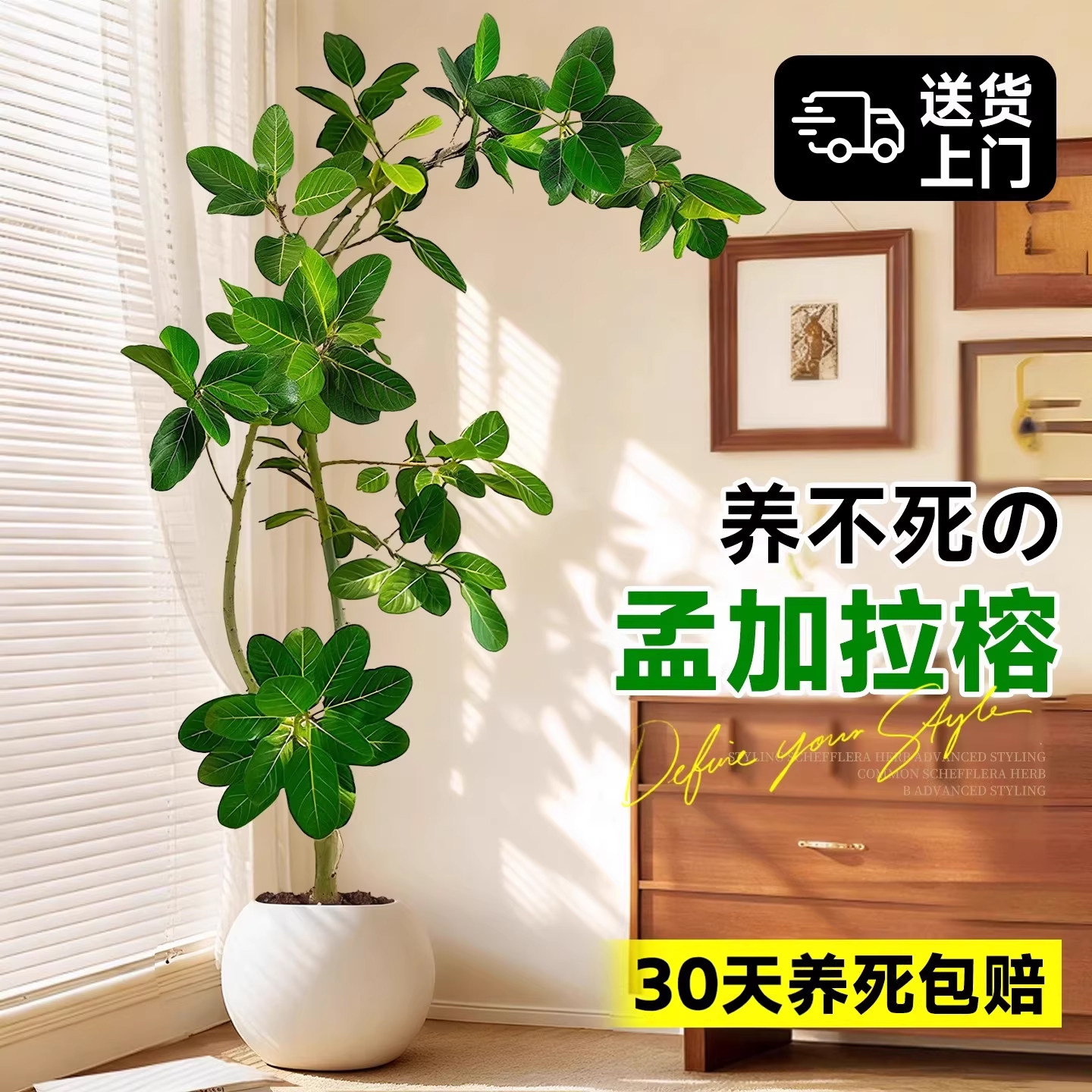 造型孟加拉榕大型客厅盆栽绿植室内黄金榕植物高级感好养高山榕树