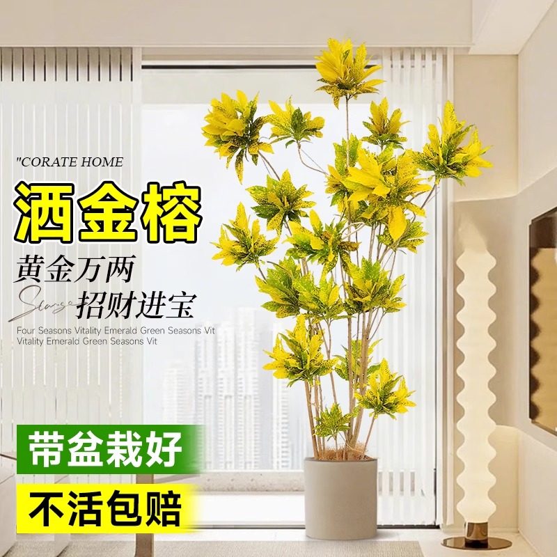 大型绿植洒金榕盆栽室内客厅旺宅真树好养黄金万两禄植七彩变叶木