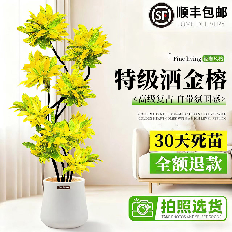 洒金榕大型客厅高级感绿植盆栽