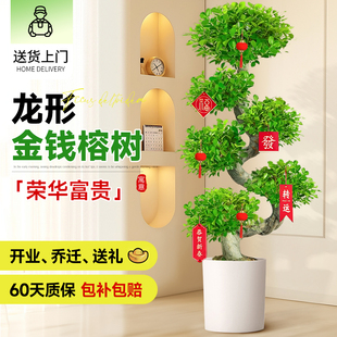 造型金钱榕大盆栽小叶盆景植物室内招财金钱树客厅大型绿植发财树