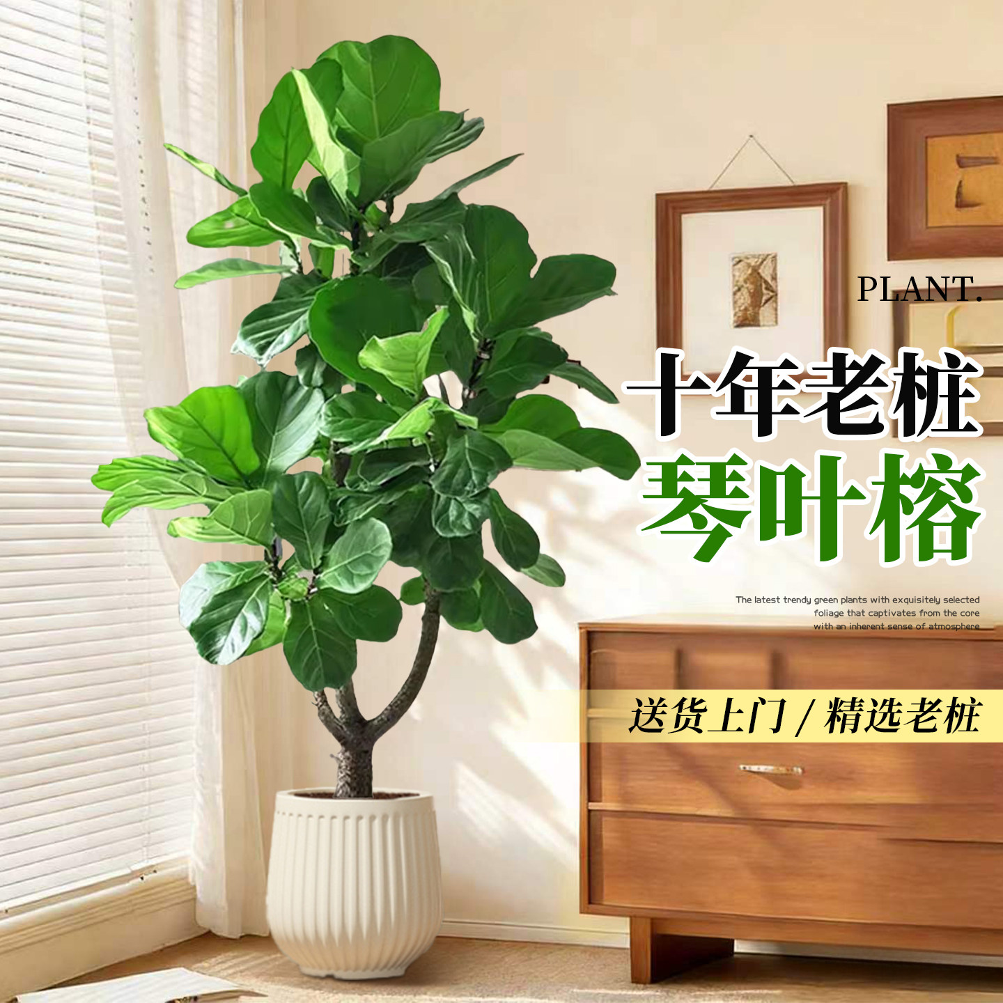 老桩大叶琴叶榕客厅大型绿植