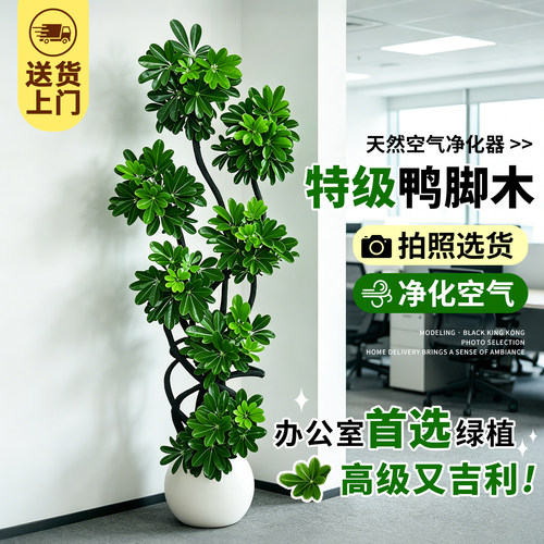【拍照选货】办公室鸭脚木绿植