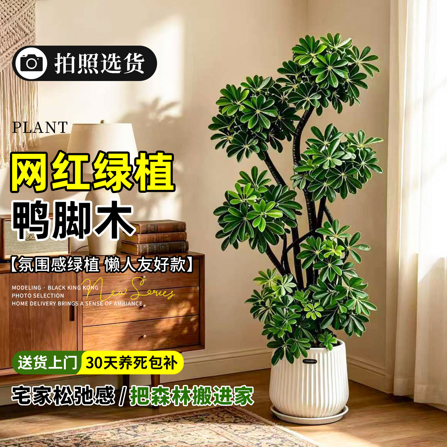 【拍照选货】造型鸭脚木室内绿植