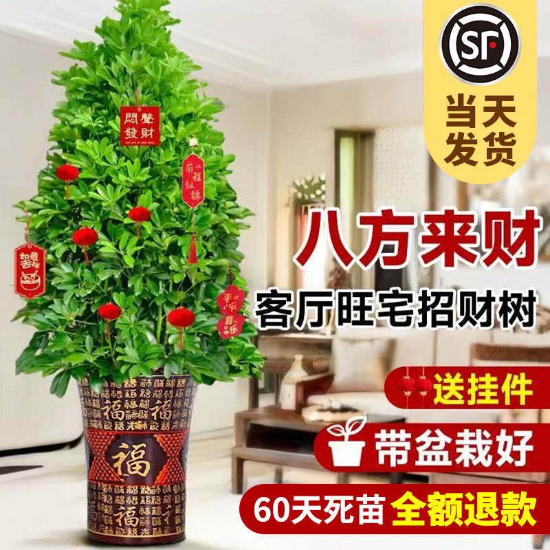 花卉室内大型七叶莲植物发财树