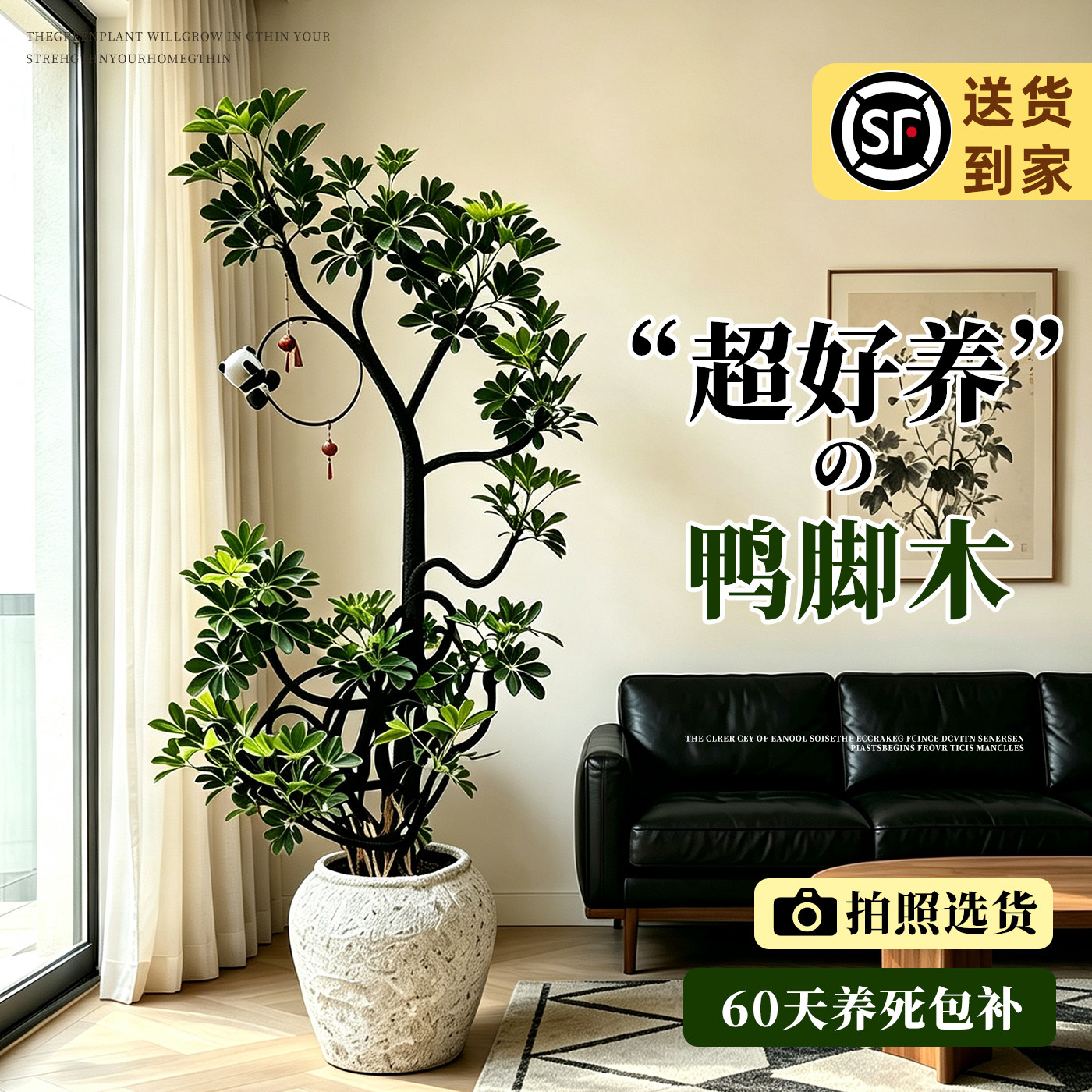 【拍照选货】鸭脚木高级感绿植