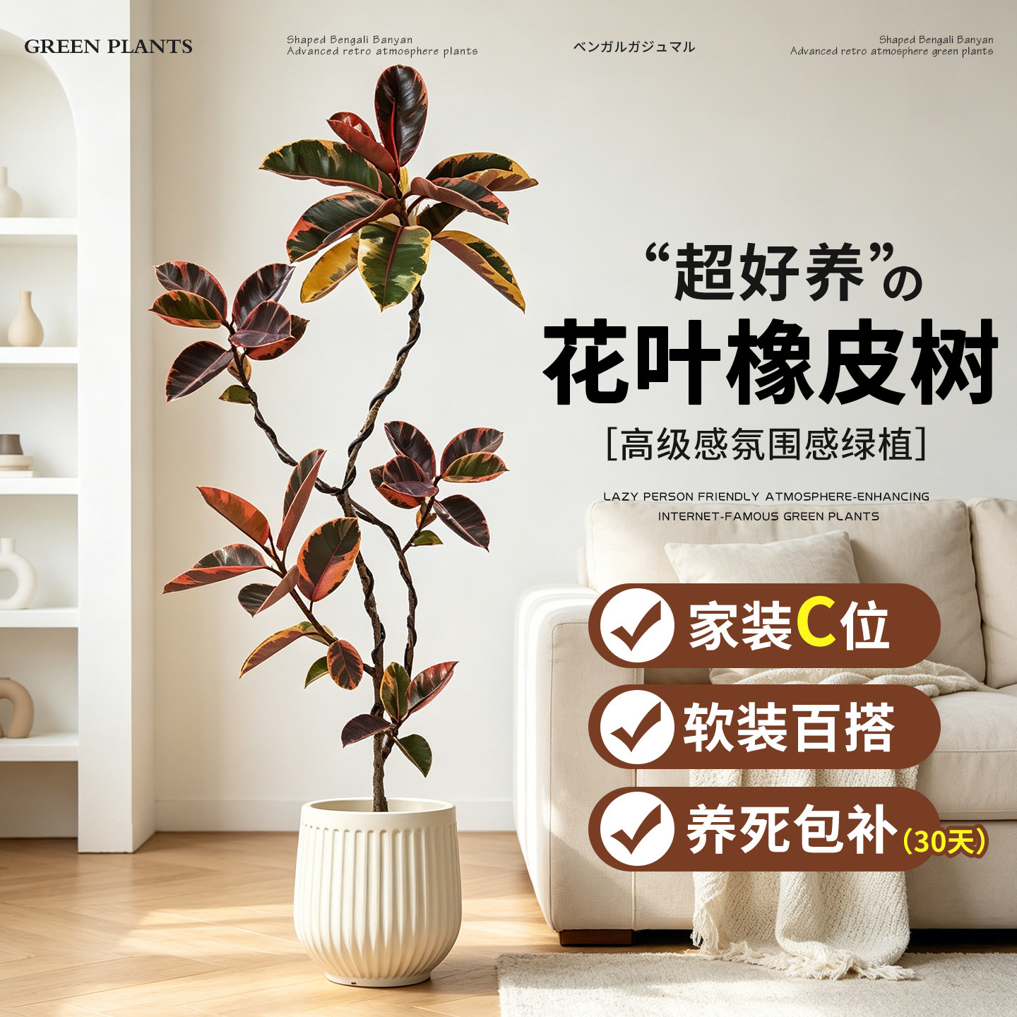 花叶橡皮树客厅大盆栽绿植物造型室内红关公老桩黄金榕黑金刚盆景
