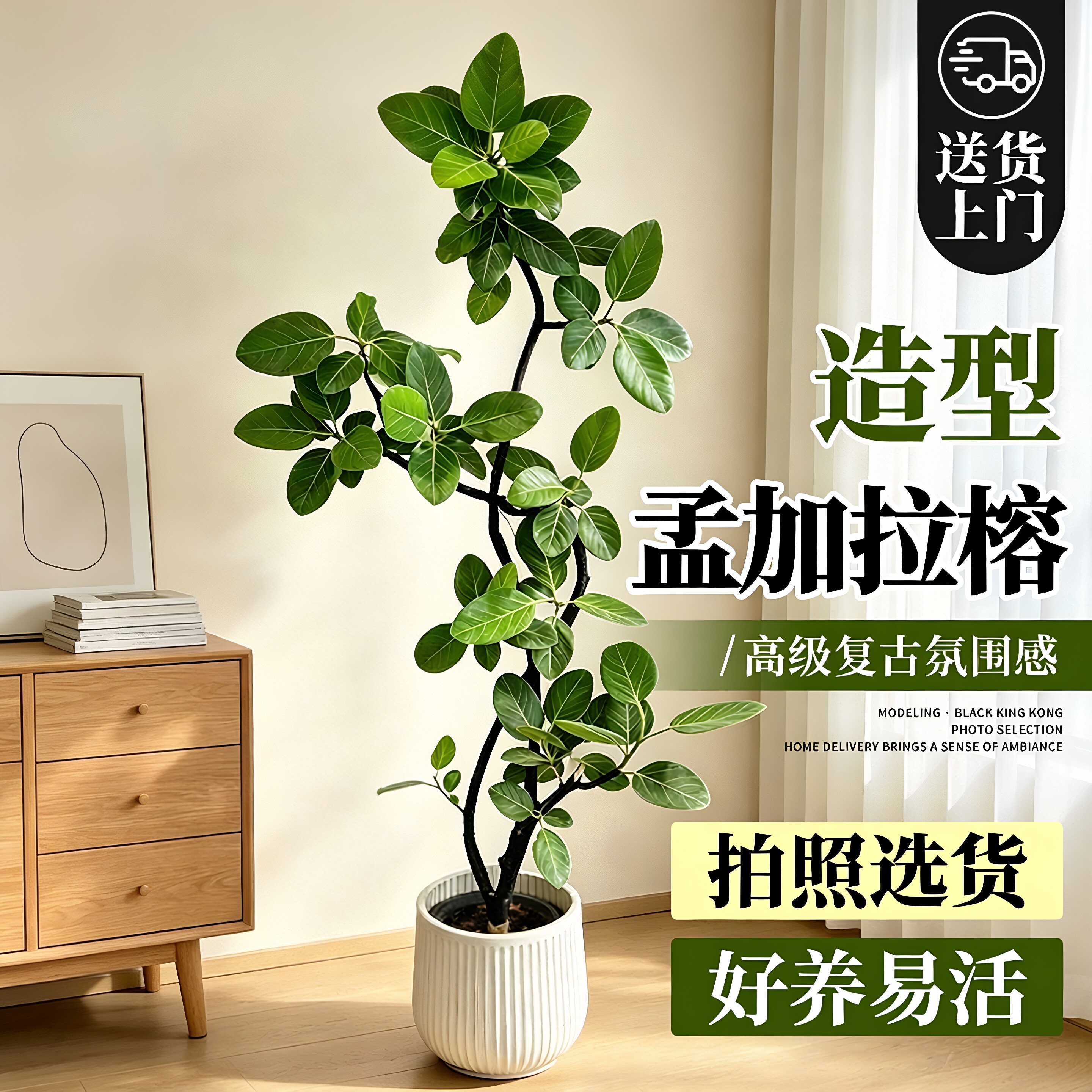 孟加拉榕树大型客厅高级感绿植高端大气上档次室内盆栽黄金榕好养