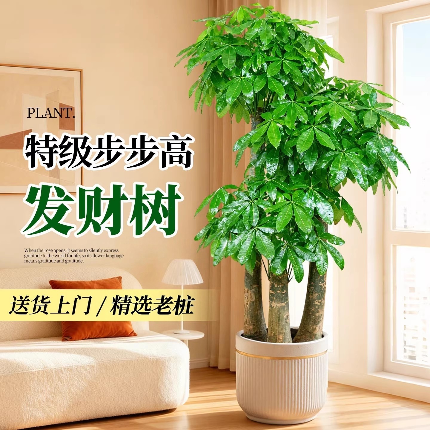步步高发财树大型三杆客厅开业送礼盆栽绿植乔迁办公室高级感植物