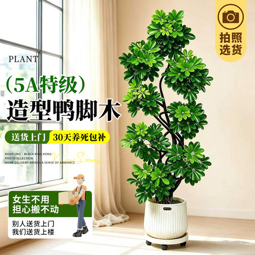 【拍照选货】造型鸭脚木室内绿植