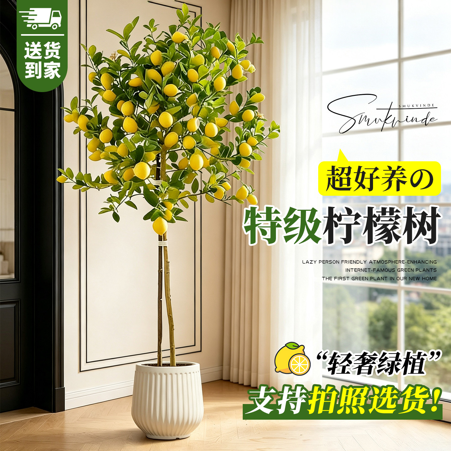【拍照选货】带果香水柠檬树盆栽