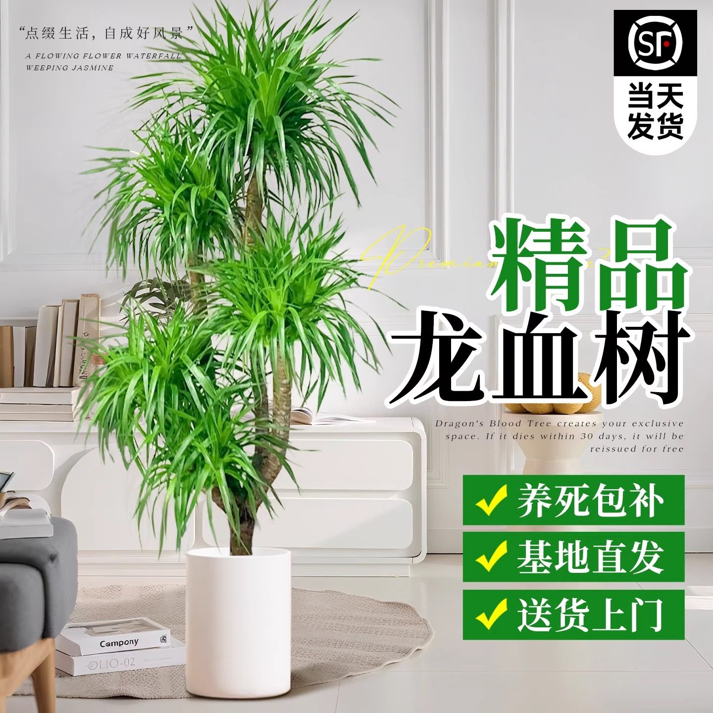 龙血树客厅绿植盆栽多头室内老桩