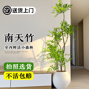 南天竹盆栽客厅真树老桩大型绿植高级感办公室内落地大号旺宅好养