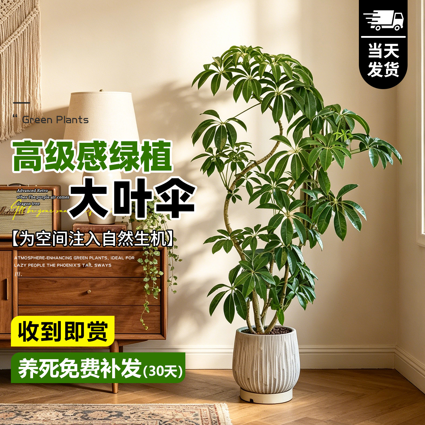 日本保罗大叶伞大型氛围绿植盆栽