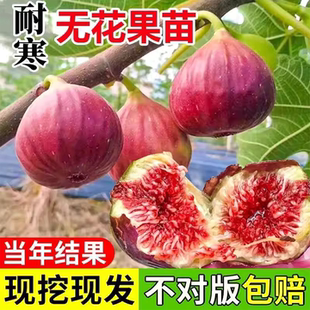 无花果树果苗阳台种植特大果当年结果南北庭院格莱斯嫁接矮化盆栽