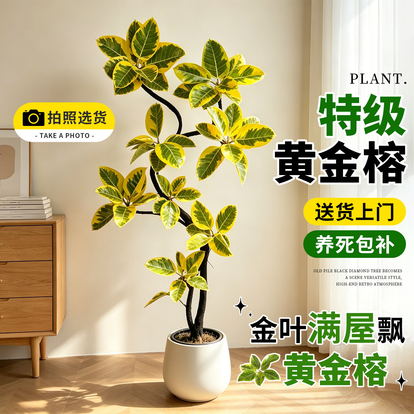 黄金榕盆栽大型客厅绿植物办公室内花叶橡皮树老桩四季孟加拉榕树