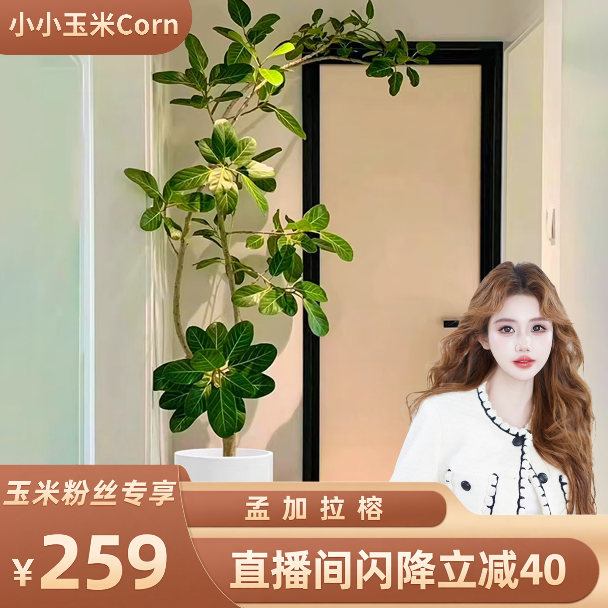 【玉米粉丝专享】网红孟加拉榕客厅室内盆栽大型绿植高山榕树植物