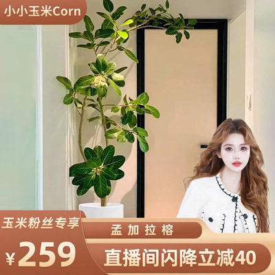 【精选造型】网红孟加拉榕