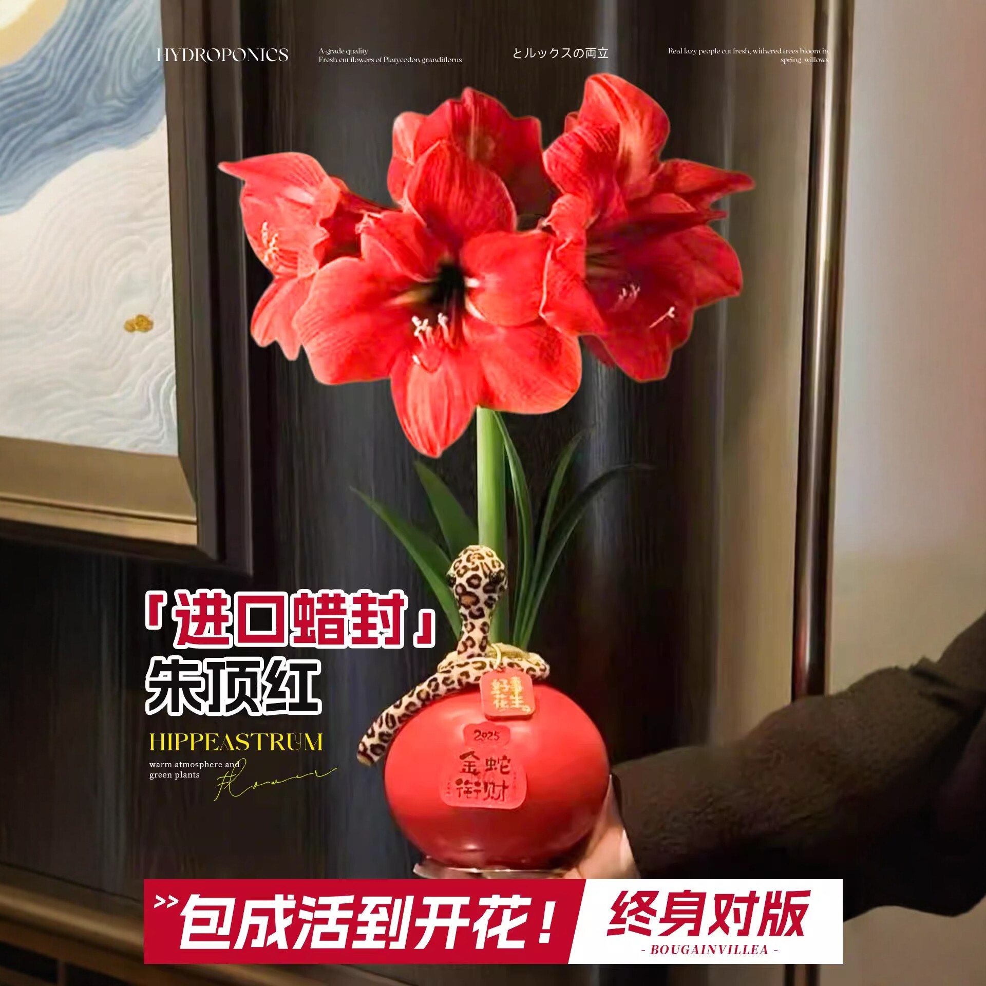 进口蜡封种球重瓣朱顶红圣诞节礼物花卉孔雀特大年宵花懒人适合养
