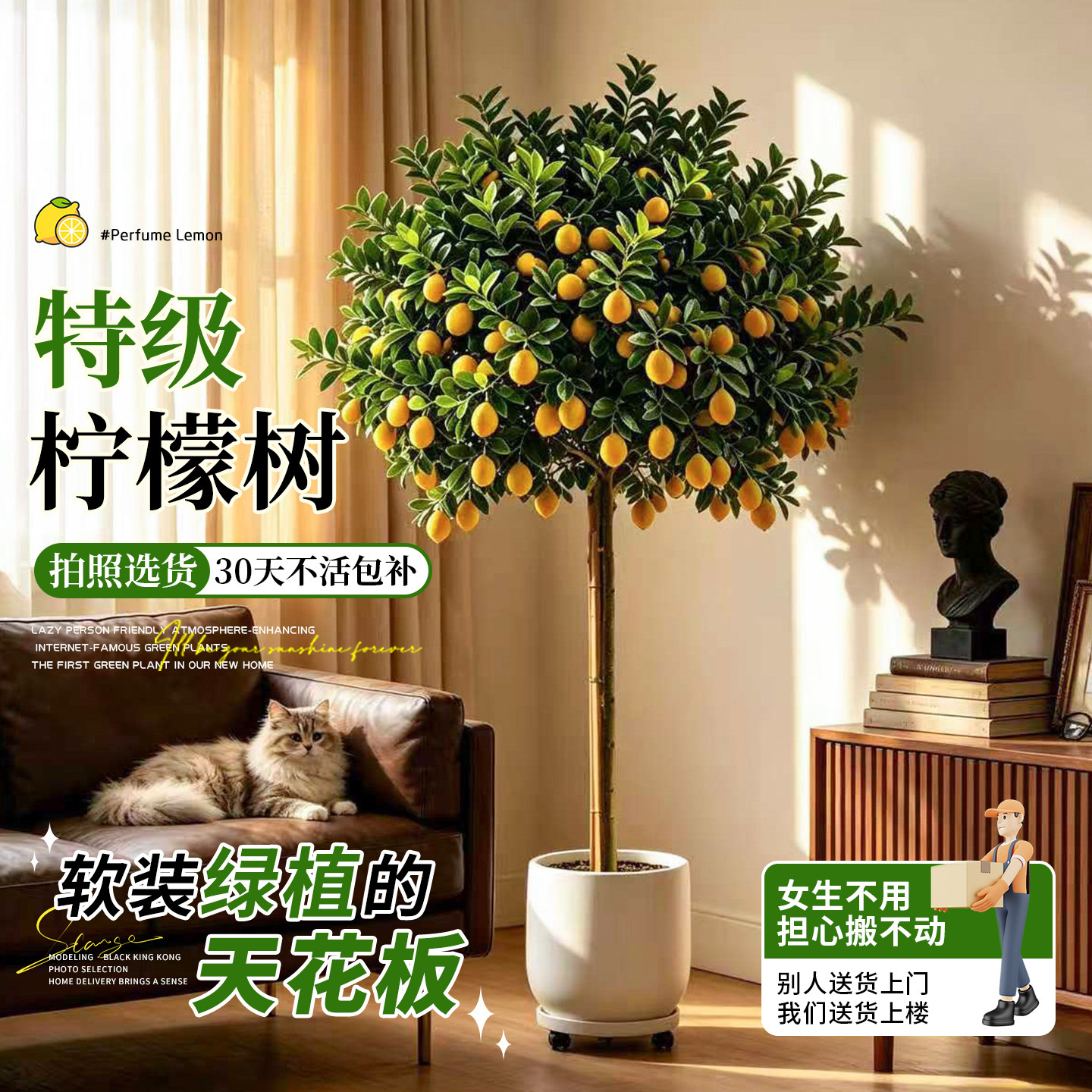 【拍照选树】香水柠檬树好养盆栽