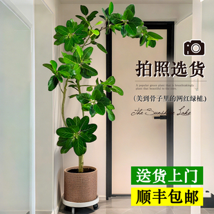 网红孟加拉榕盆栽大型绿植黄金榕高山榕树室内客厅落地橡皮面包树