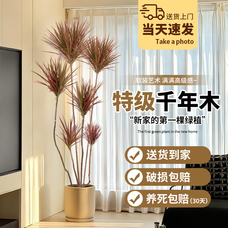 千年木盆栽龙血树马尾铁