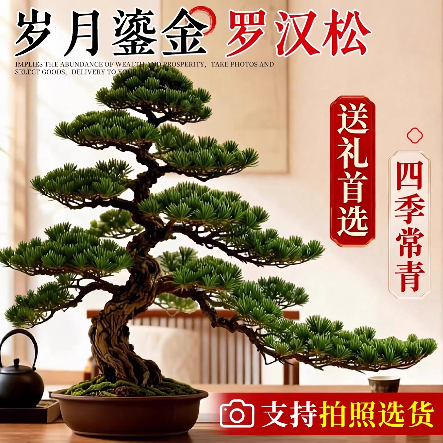 罗汉松真树特大旺宅迎客松风水树老桩四季好养室内外庭院造型盆景