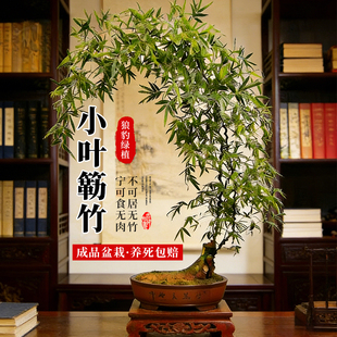 小叶簕竹盆景绿植物竹子办公室内桌面四季客厅老桩禅意成品盆栽
