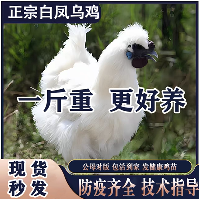 半大纯种泰和乌鸡活苗半斤乌骨鸡活苗白凤鸡乌鸡活苗小鸡活苗包活
