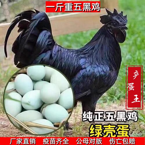 纯种绿壳蛋五黑鸡活苗脱温苗