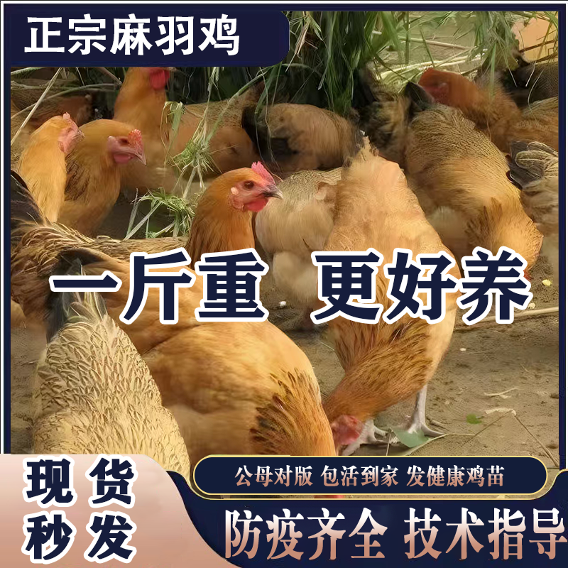 正宗土鸡活鸡麻羽活苗小鸡活苗农家散养鸡苗正宗麻羽绿壳蛋鸡活苗