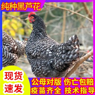 半大一斤正宗芦花鸡活苗纯种芦花鸡活苗脱温鸡苗黑芦花鸡活苗