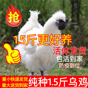 1-1.5斤重纯种泰和乌鸡活苗半大乌骨鸡脱温白凤鸡乌鸡乌骨乌肉鸡
