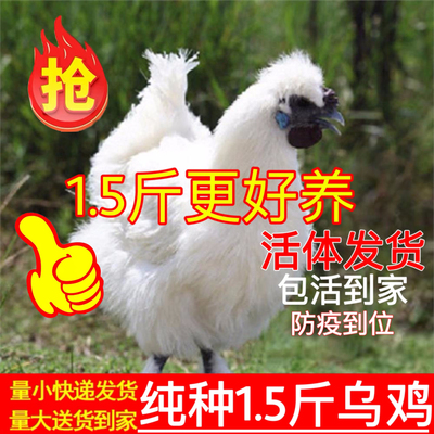 纯种泰和白凤白乌骨鸡脱温活苗