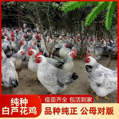 半大三斤白芦花稻花鸡鸡苗小鸡活苗观赏鸡彩凤土鸡小苗小鸡苗包邮