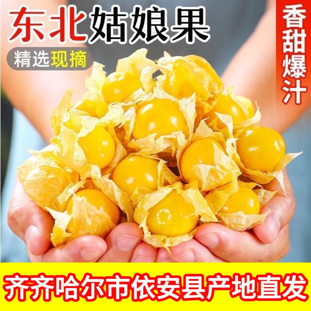 东北菇娘果当季新鲜水果现摘黄菇娘灯笼果薄皮甜小黄金豆菇娘果