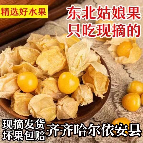 东北菇娘果黑龙江头茬菇娘果黄金灯笼果薄皮脆甜多汁肉厚现摘现发